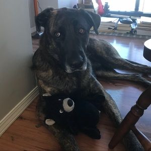 Meet your Posher, Teigan